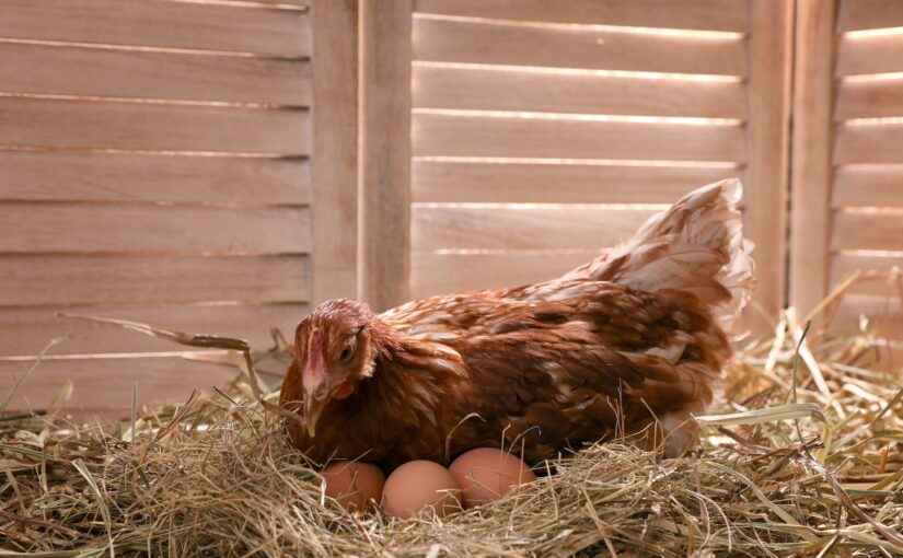 Hen-Laying-Eggs